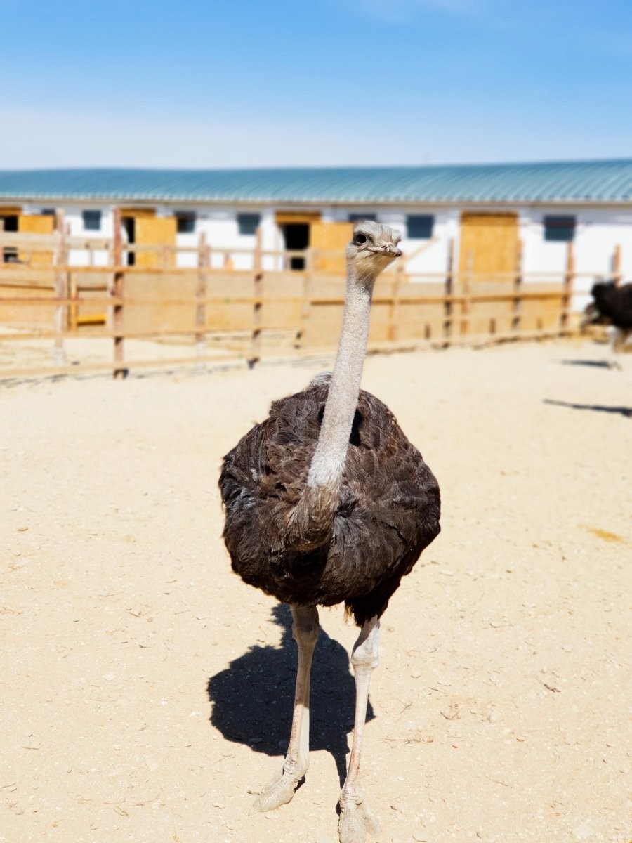 Planet of Exotic Birds, ostrich farm